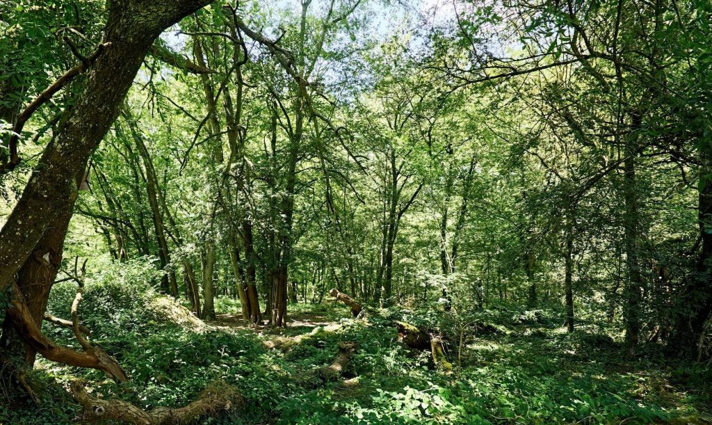 Décor de tournage naturel en Île-de-France : forêt dense et bois préservés à la Ferme de La Forêt (Bruyères-le-Châtel). Idéal pour scènes de sous-bois, films d'aventure ou fantastiques proche de Paris