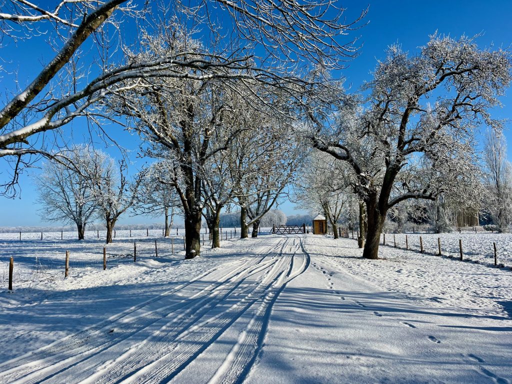 écor de tournage naturel : allée d'arbres centenaires enneigés menant à une ferme forestière, ciel bleu pur et perspective profonde, idéal pour film d'époque