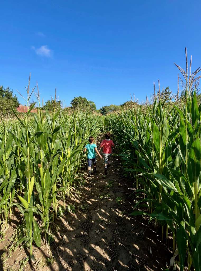Labyrinthe de maïs de la Ferme de la Forêt proche de Marcoussis