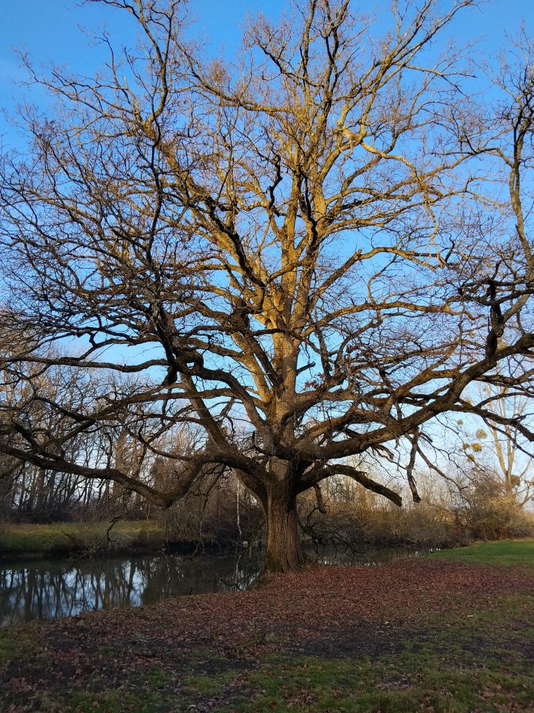 Le Chêne Tricentenaire au bord de l'étang – Un décor naturel d'exception à Bruyères-le-Châtel. Sa stature historique offre une force visuelle unique pour vos scènes de cinéma ou vos campagnes de publicité en Essonne.