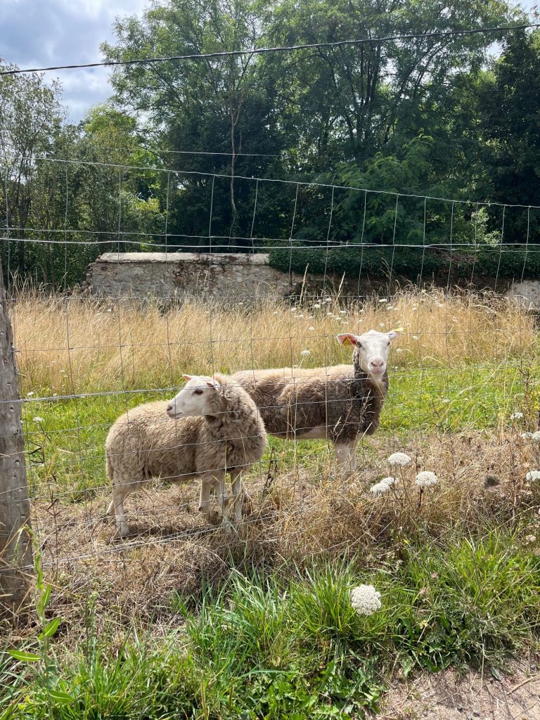 venez découvrir les moutons de la Ferme de La Forêt en Essonne