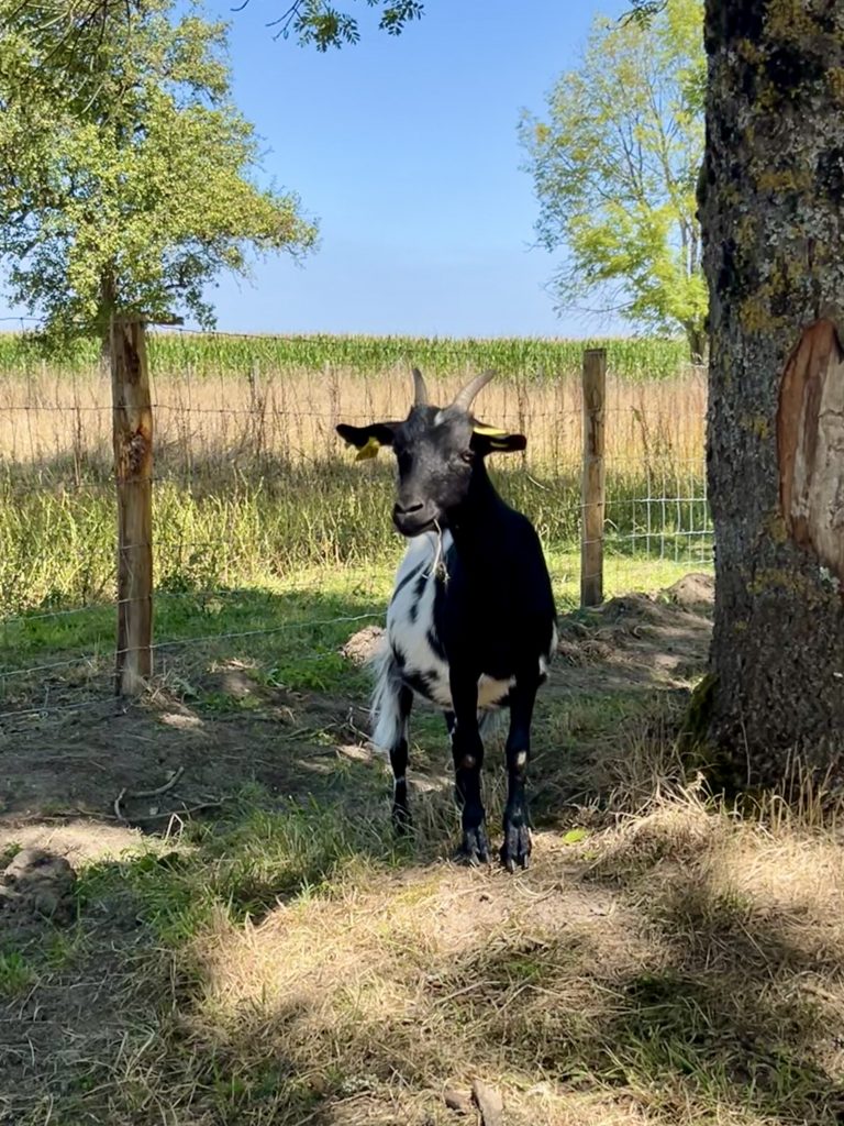 Chèvre de la Ferme de La Forêt, une ferme découverte idéale pour les enfants en Essonne.