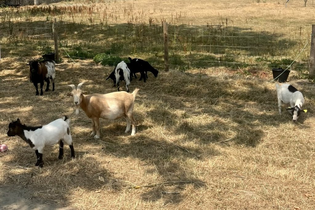 Chèvres curieuses et malicieuses à la Ferme de La Forêt en Essonne (91)