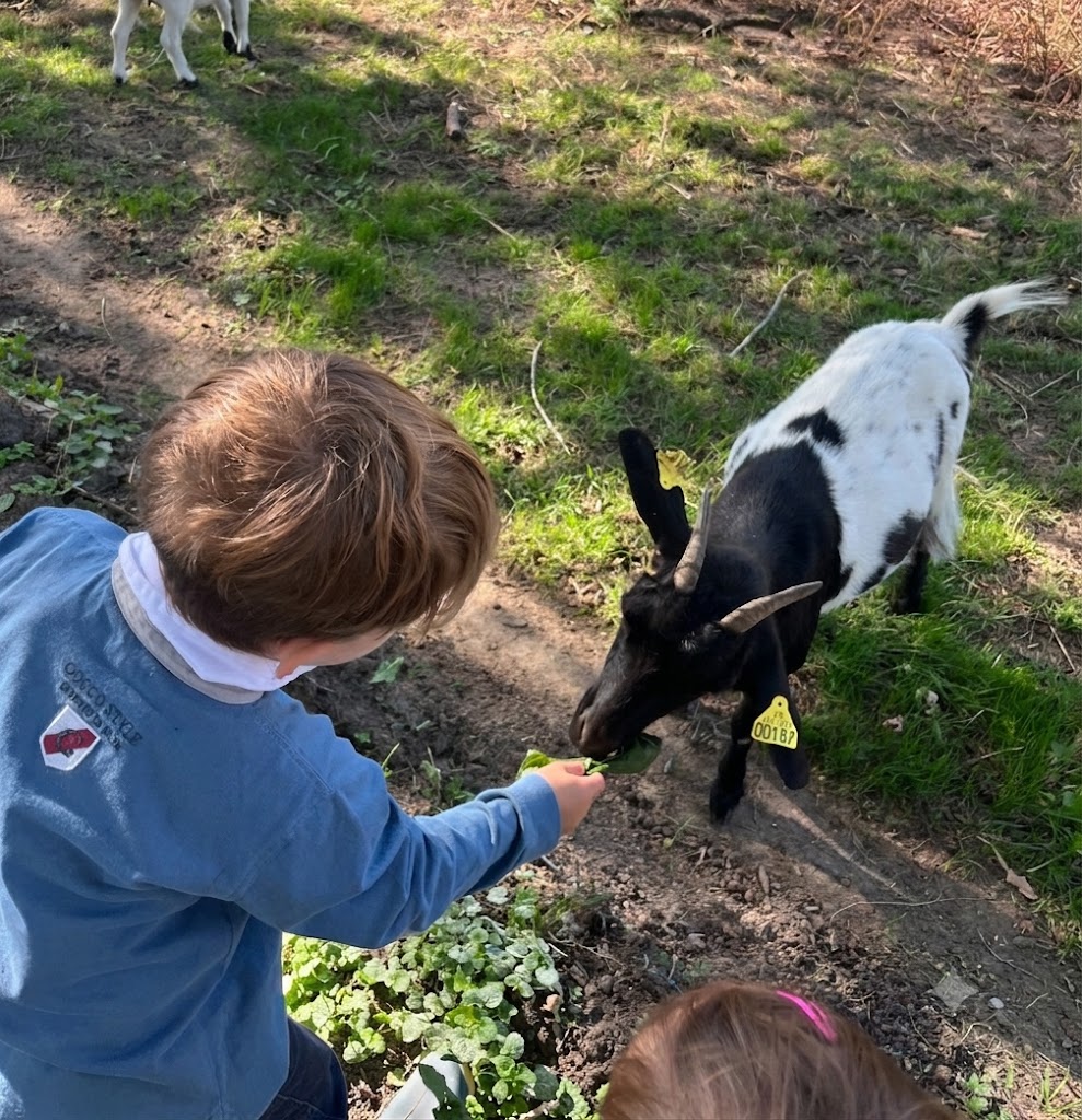 Enfant nourrissant une chèvre curieuse à la Ferme de La Forêt en Essonne (91)