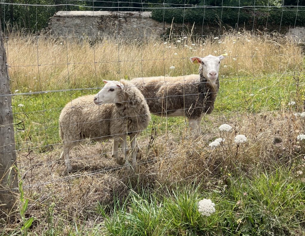 Troupeau de moutons en pâture à la Ferme de La Forêt en Essonne (91)
