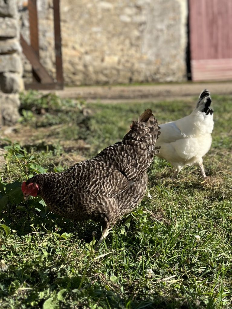 Poule coucou de Rennes et poule blanche Sussex gambadant dans l'herbe à la Ferme de La Forêt en Essonne (91)